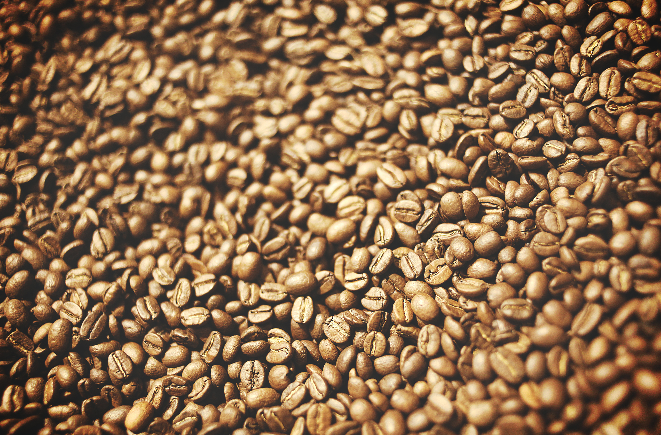 Quelles sont les différentes variétés de café en grain ? - L'Arbre