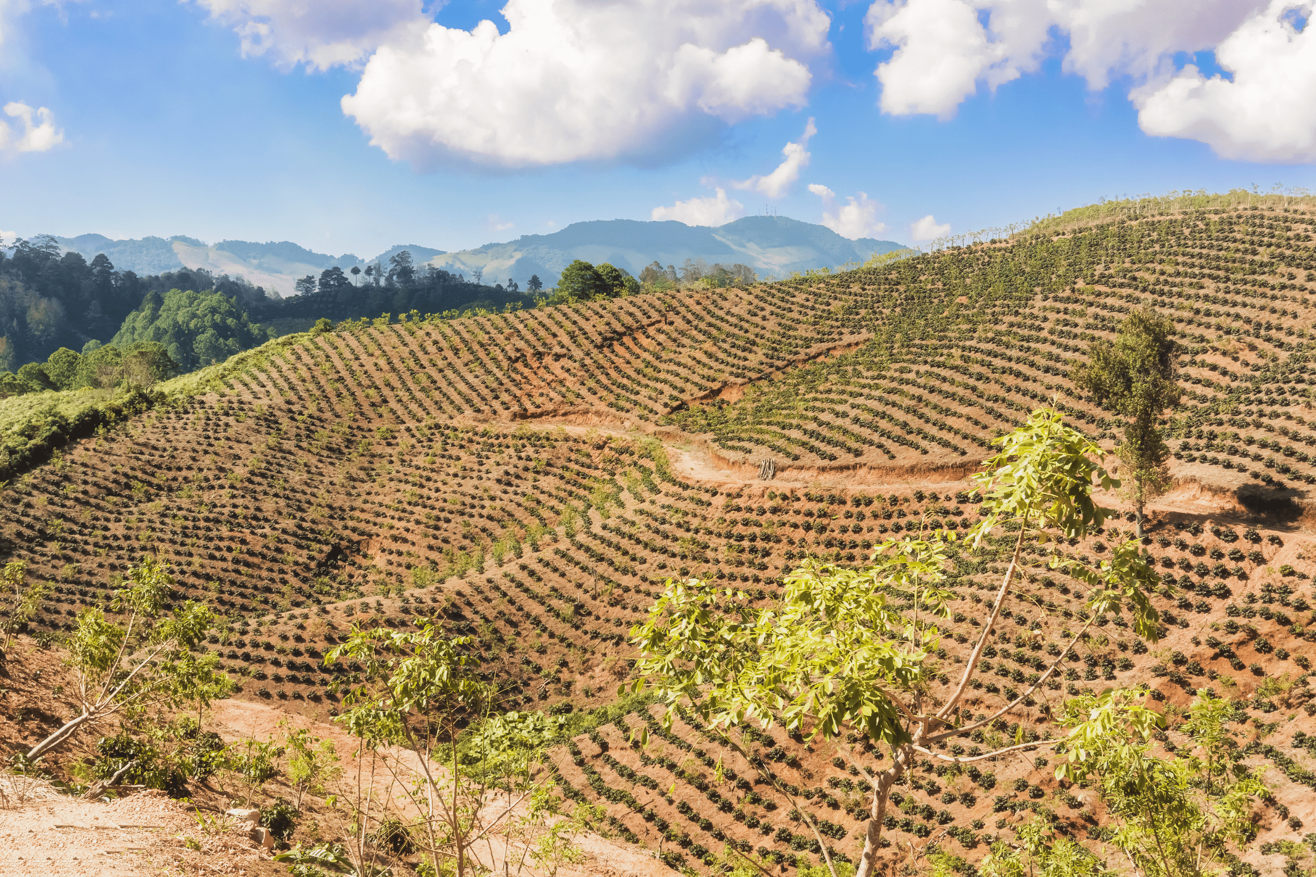 Plantation de café Honduras